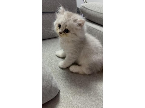Sevimli kardeş kediler