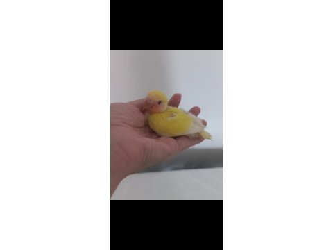 El besleme uysal ısırmaz bebek sevda papağanı yavrusu