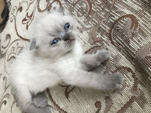 British shorthair kedimizi sahiplendirme