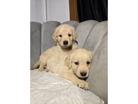 Orjinal golden retriever