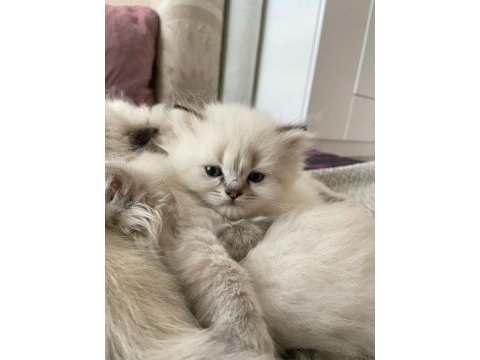 British longhair yavru kedilerimiz teslime hazırdır