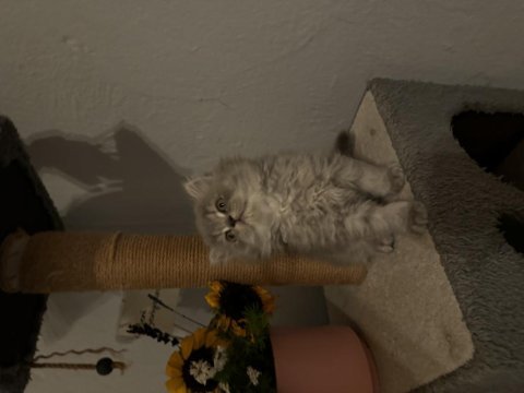 Erkek british longhair