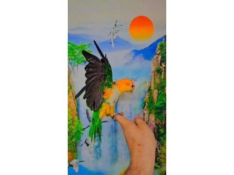 Full evcil caique maskot