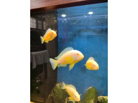 Albino kipili tropheus