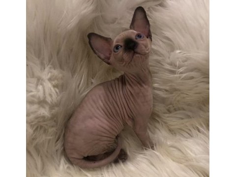 Sphynx sfenks dişi erkek