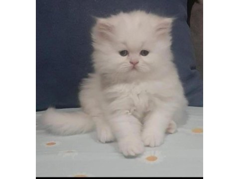 İran chinchilla yavru kedimiz