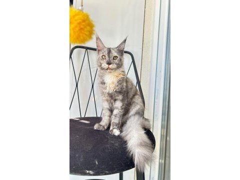 Dev prenses gloria maine coon