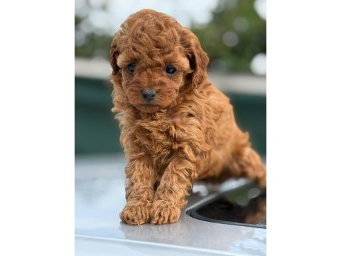 Küçük poodle prensler ve prensesler