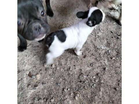İlgilenen arkadaşlara french bulldog