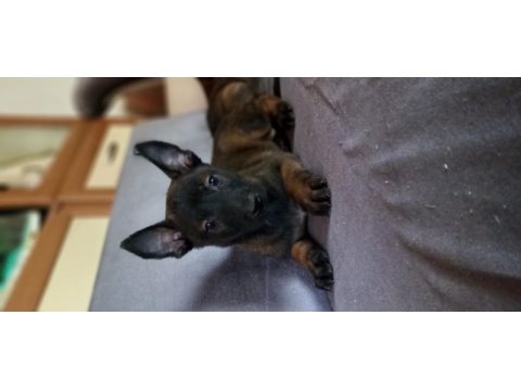Bursadan malinois yavrularımız