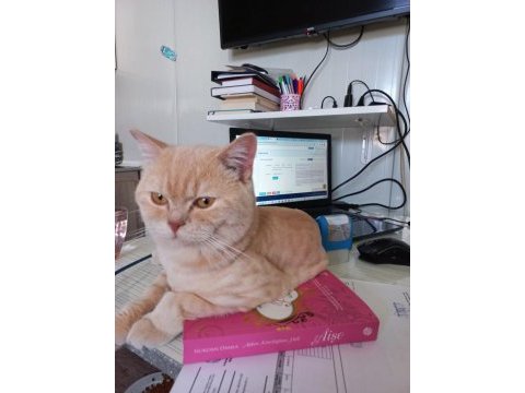Maddi sıkıntı 11 aylık british shorthair