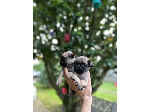 Pug mops yavrular