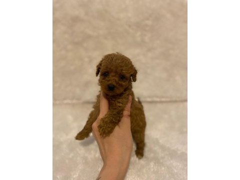 Mikro boy toy poodle bebeklerim