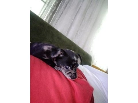 Chihuahua erkek egzotik renkli 60 günlük