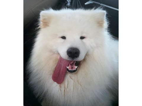 Kıf/fcı şecereli samoyed erkek yavru