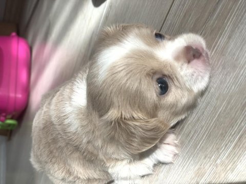 2.5 aylık chihuahua kızımıza yuva arıyoruz