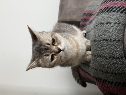 British shorthair kedisi