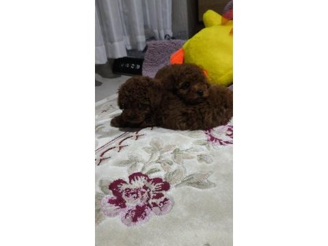 Toy poodle kore kan yavrular