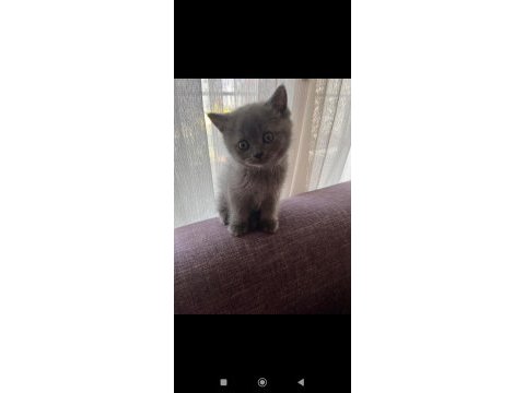Orjinal ırkta nadir bulunan bir cins british shorthair