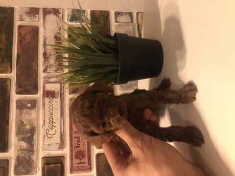 Safkan toy boy poodle red brown yavru