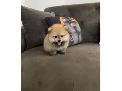 45 günlük erkek pomeranian boo