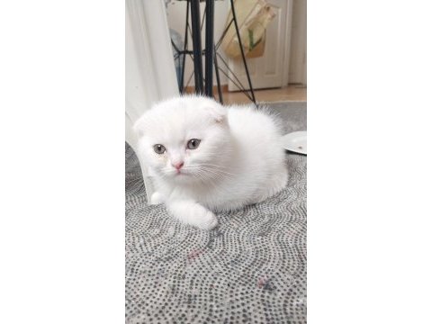 Yavru son scottish fold kedimiz