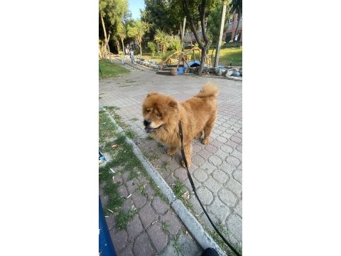 2 yaşında çin aslanı