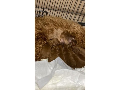 Safkan toy poodle yavruları ırk garanti ücretsiz teslimat