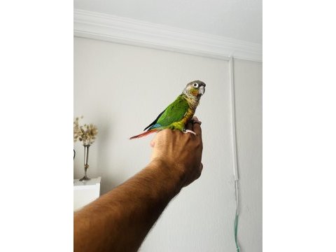 Konur papağanı sahiplenmek ister misiniz?