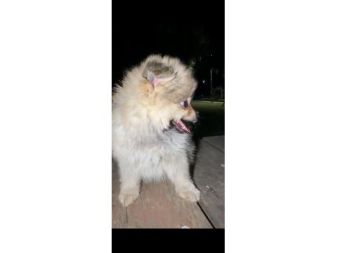 Tuvalet eğitimi mevcut köpektir bütün bakımları yapılmıştır