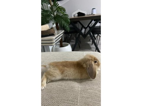 Hollanda lop tavşan