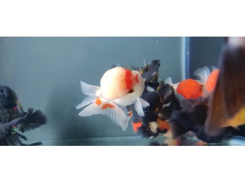 İthal oranda thailand baby face oranda kaliteli