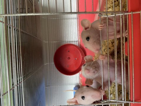 Naked rattus