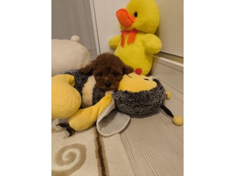 Kore red brown toy poodle minicik güzellikler