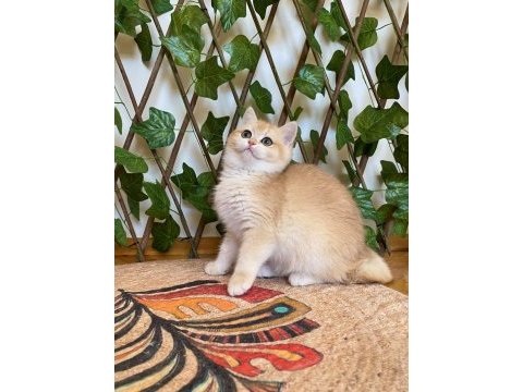 Ny12 dişi irina british shorthair golden