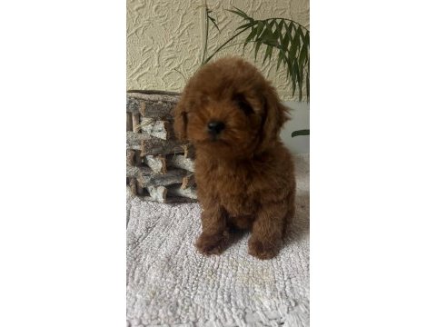 Harika kore poodle yavruları bebek surat