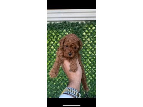 Kore erkek too poodle yavrumuz
