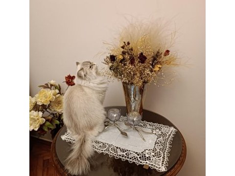 British longhair kedim karameli sahiplendirmek istiyorum