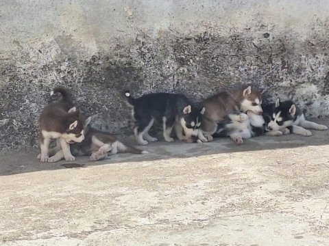 Sağlıklı husky yavru köpekler