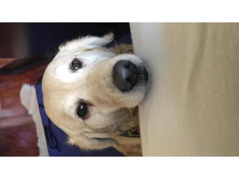 Şila yeni yuvasını arıyor golden retriever