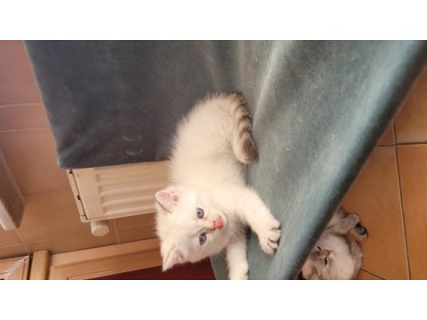 Saf kan british shorthair dişi yavru