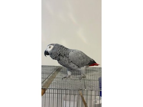 Konuşan jako eğitimli insanlara alışkın