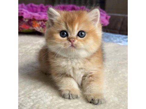 Golden british shorthair