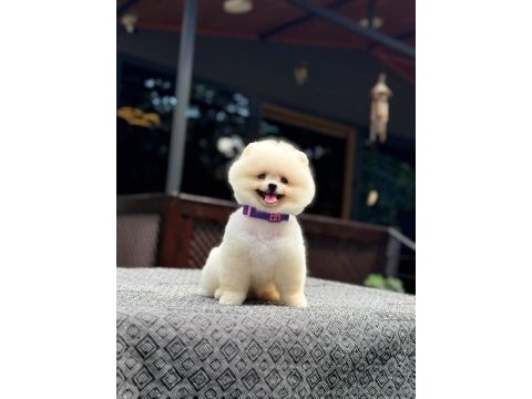 Sevimli pomeranian safkan köpekler