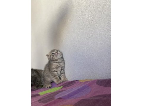 Top kafa scottish fold yavrularımız