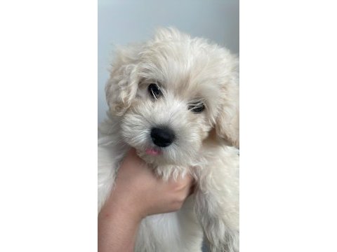 Yavru köpeğimize yeni yuva