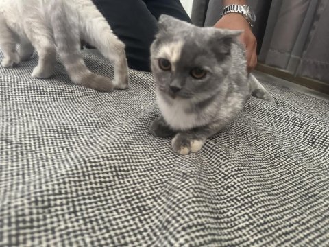 Yavru sağlıklı kedim yuvasına gitmeye hazır