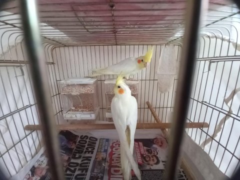 Albino lutino karışımlı yavrular(melez)