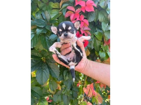 A kalite chihuahua bebekler