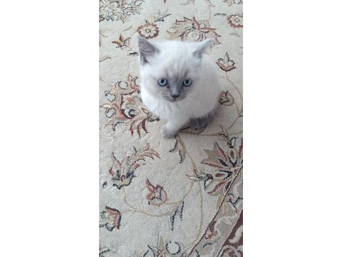 Blue point british shorthair yavrular